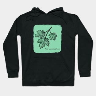 Acer pseudoplatanus Hoodie